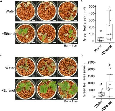 Application of ethanol alleviates heat damage to leaf growth and yield in tomato
